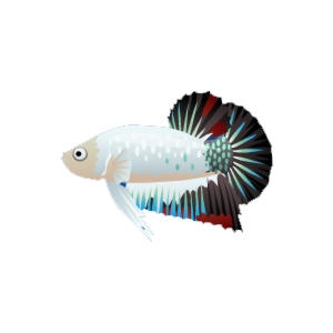 White and Blue Betta